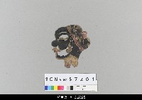 藏品(中國湖北皮影戲偶頭-生)的圖片